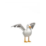 Gaivota asas abertas c/penas