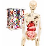 O Corpo Humano - Image 3
