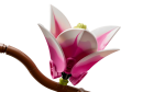 BOTANICALS Ramos de Magnólia - Image 4